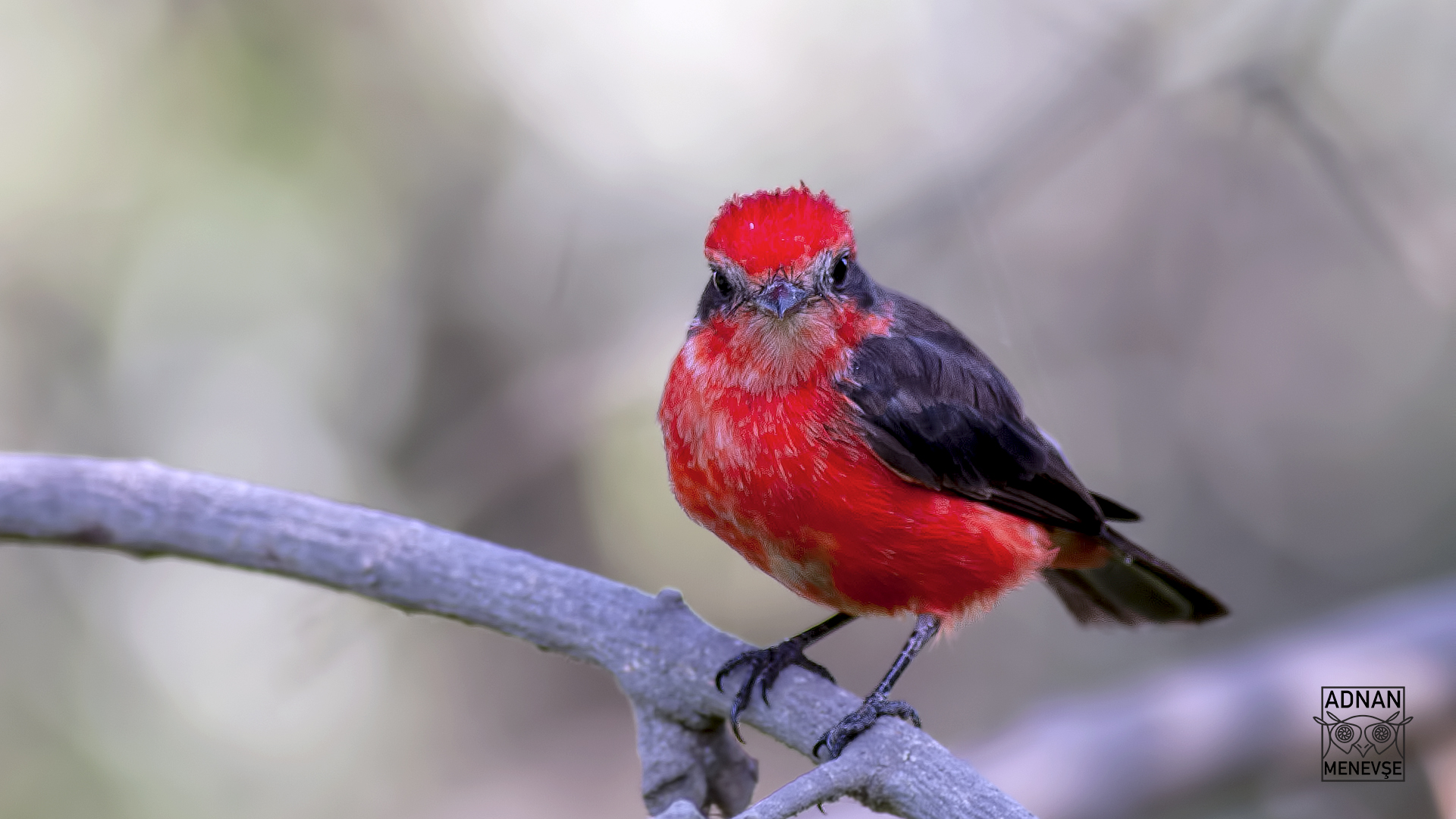 Vermilion Flycatcher